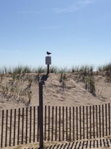 beach fence